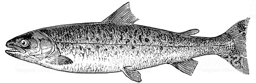 Salmo salar_inicio.jpg